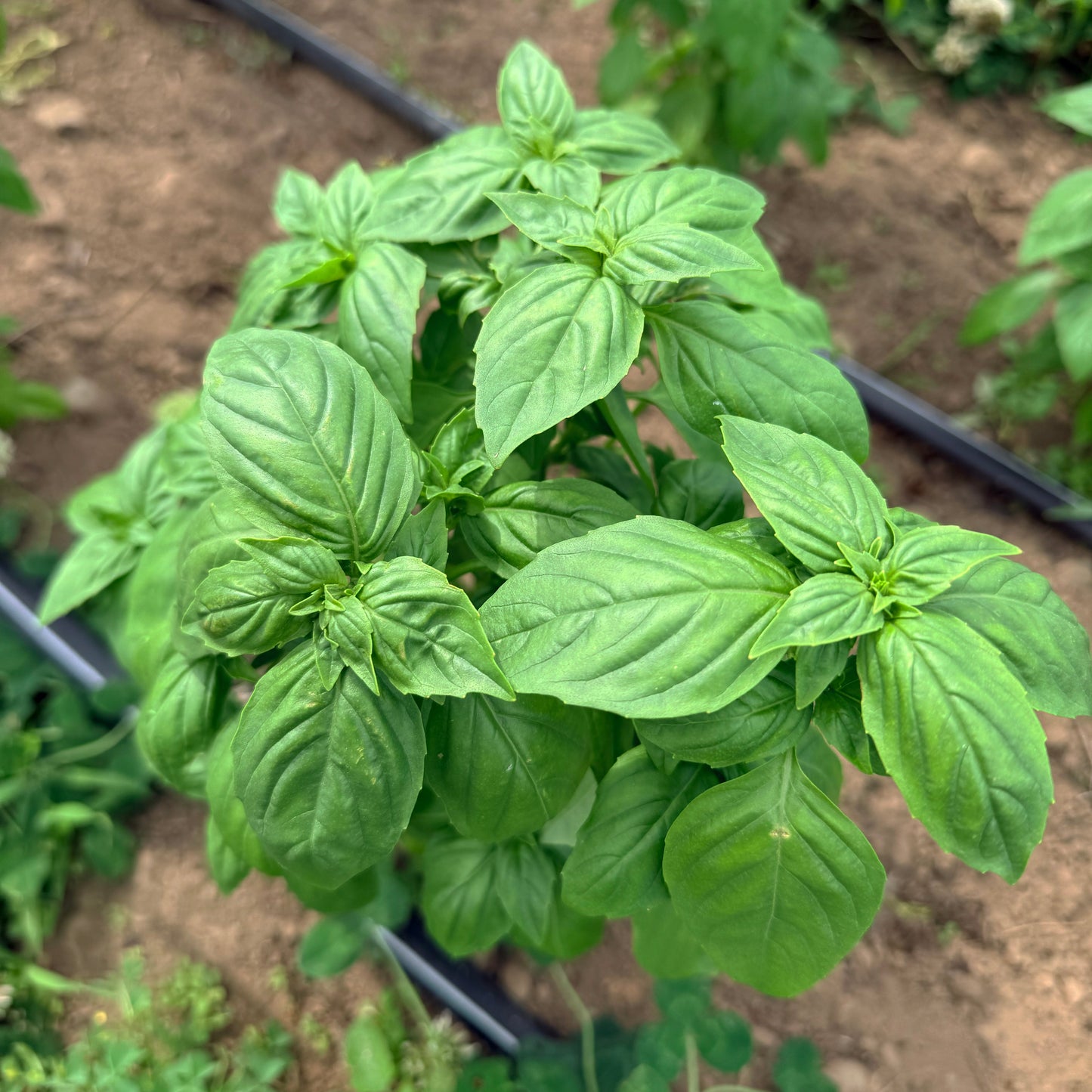 Genovese Basil