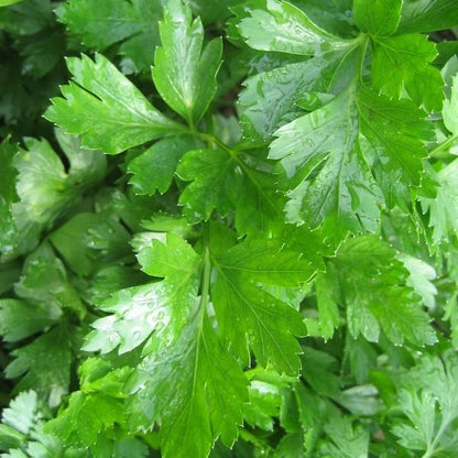 Gigante d'Italia Parsley vendor-unknown
