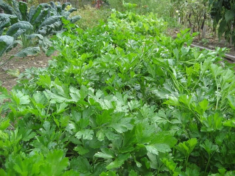 Gigante d'Italia Parsley vendor-unknown