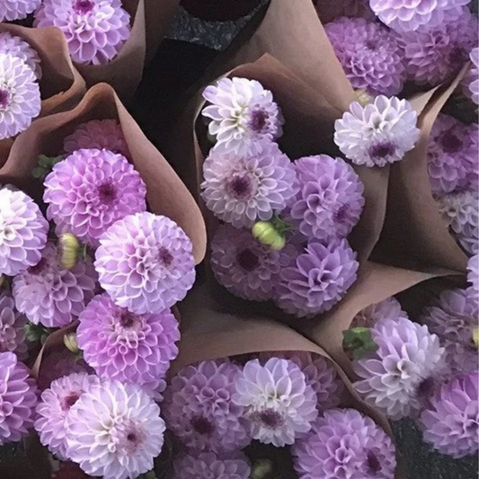 Genova Dahlia Tuber – spring-planted flower bulb