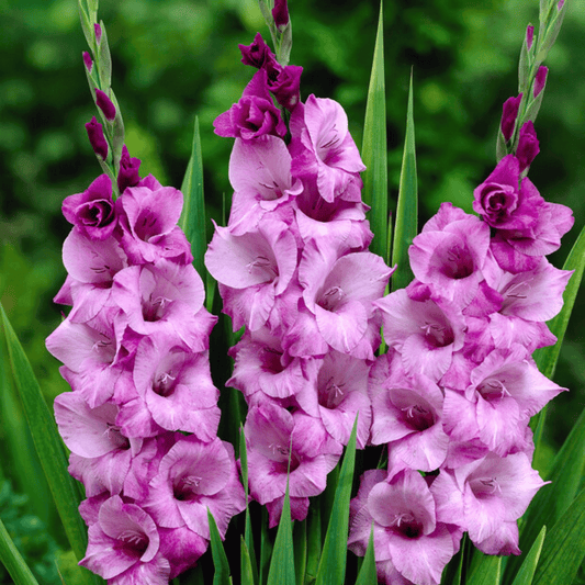 Alpha Gladiolus – spring-planted flower bulb