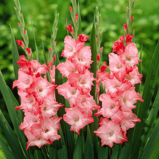 Sogno Gladiolus – spring-planted flower bulb