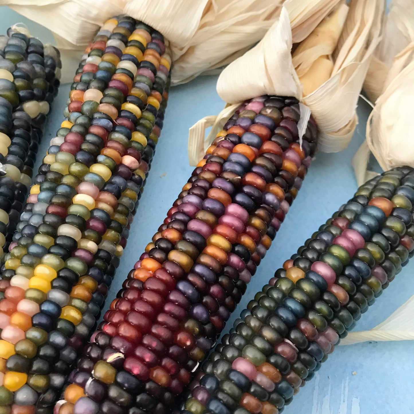 Glass Gem Corn vendor-unknown
