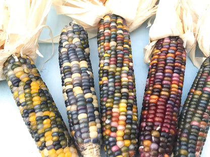 Glass Gem Corn vendor-unknown