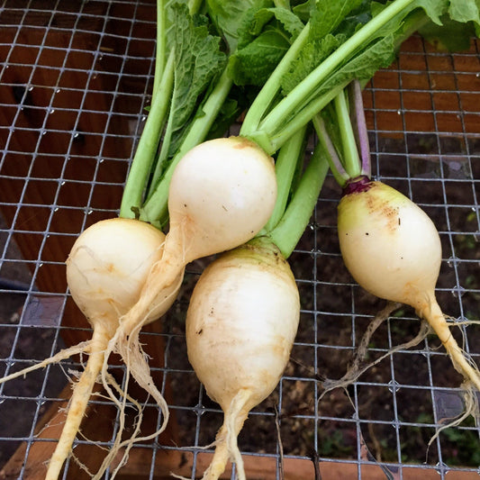 Golden Globe Turnip – vegetable seed variety