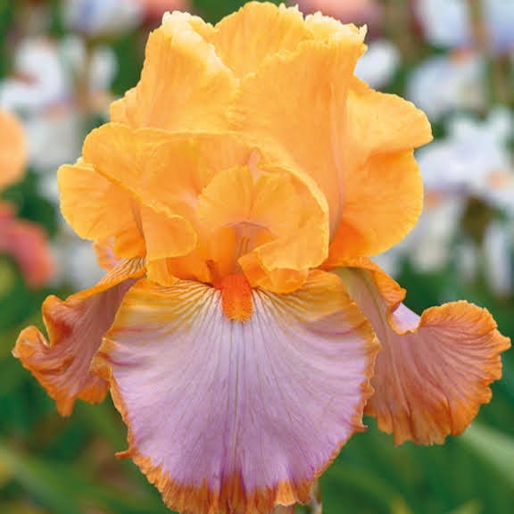 Bearded Iris 'Grand Canyon Sunset'