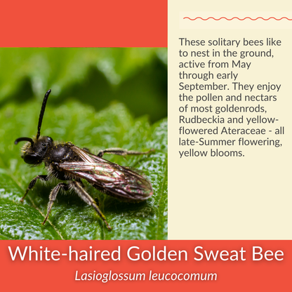 Gray Goldenrod - PollinateHV Local Ecotype Seedling
