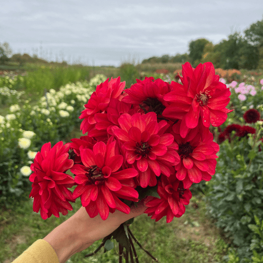 Groovy Dahlia Tuber – spring-planted flower bulb