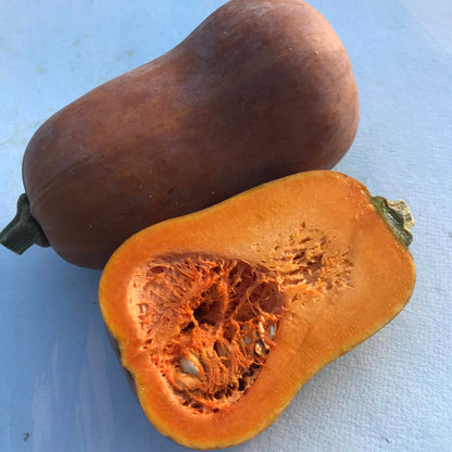 Honeynut Squash vendor-unknown