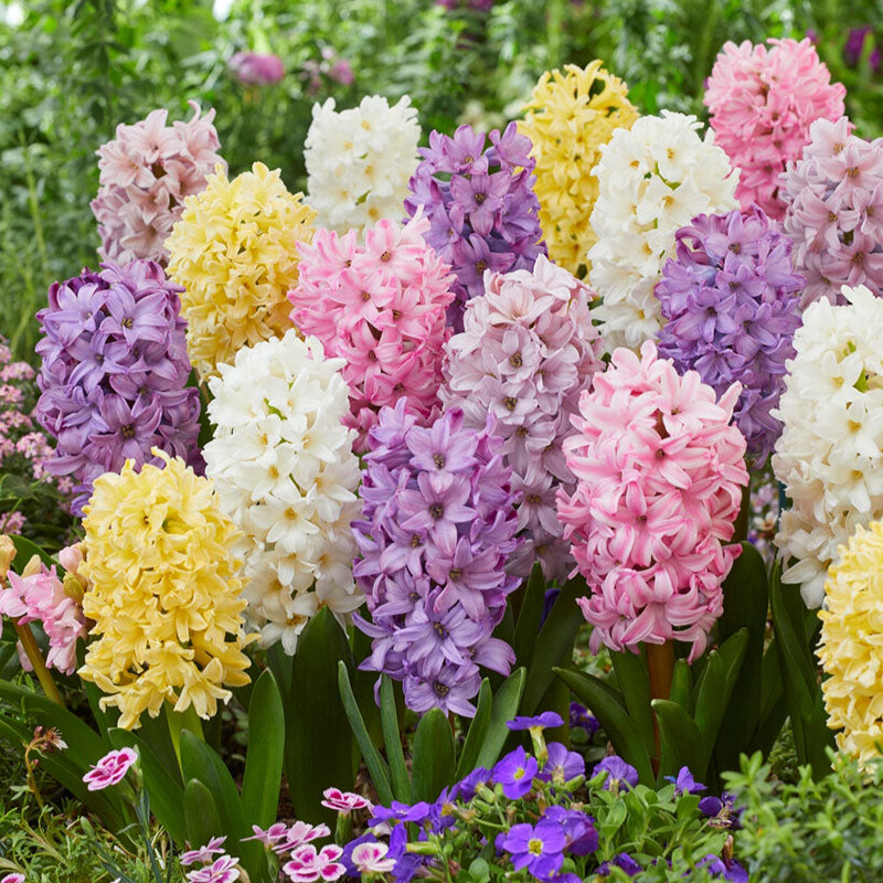 A close-up shot of a cluster of vibrant pastel mix hyacinth flowers with lush green leaves.