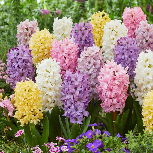 A close-up shot of a cluster of vibrant pastel mix hyacinth flowers with lush green leaves.