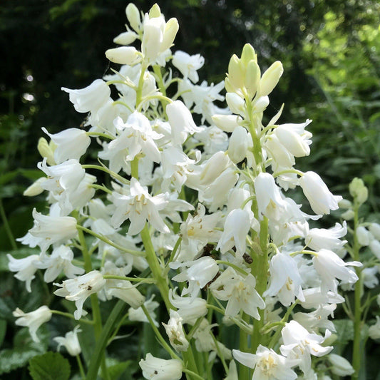Hyacinthoides hispanica "White City" vendor-unknown