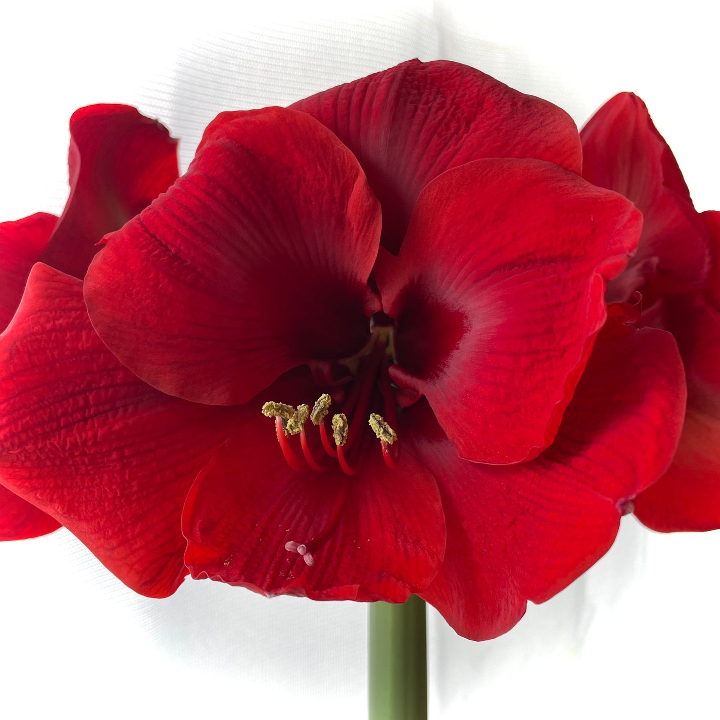 Dutch Amaryllis 'Red Lion'