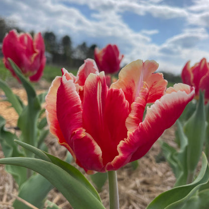 Tulip 'Amazing Parrot'