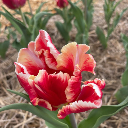 Tulip 'Amazing Parrot'