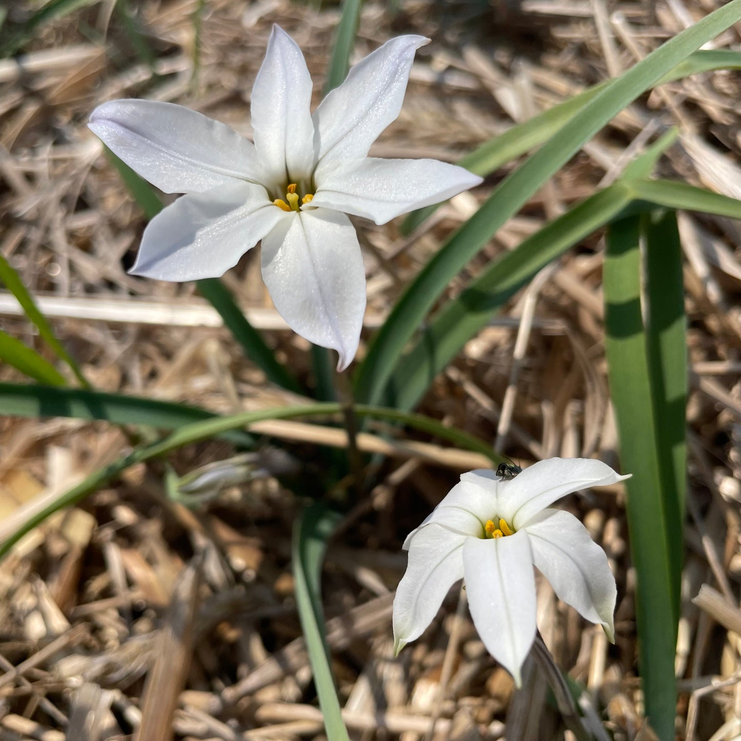 Ipheion uniflorum 'Alberto Castillo'