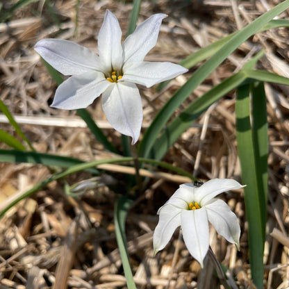 Ipheion uniflorum 'Alberto Castillo'