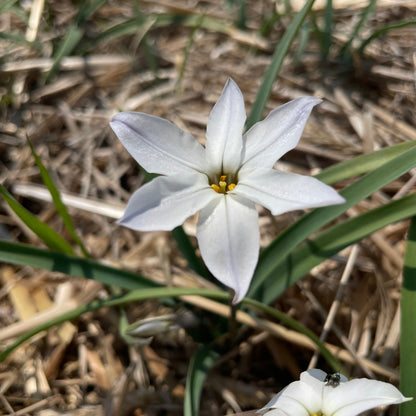 Ipheion uniflorum 'Alberto Castillo'