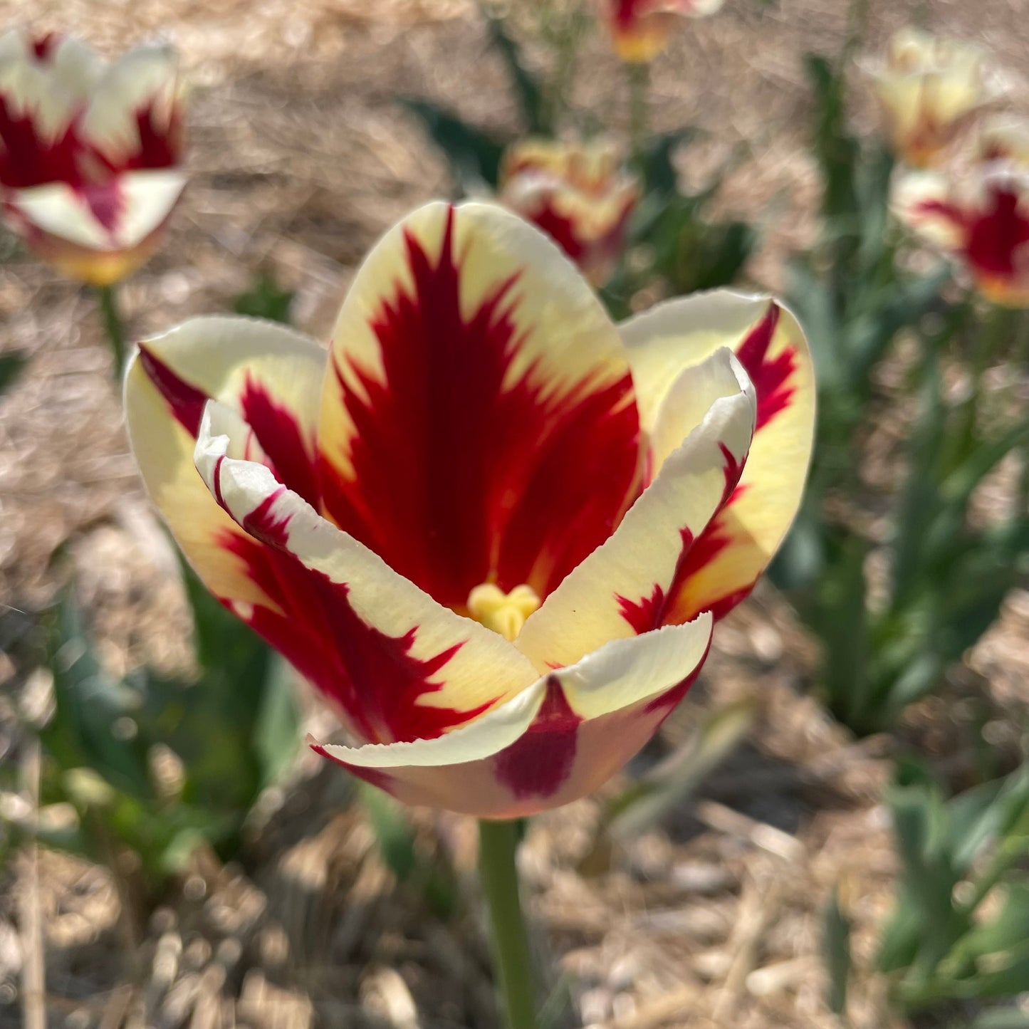 Tulip 'Grand Perfection'