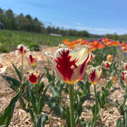 Tulip 'Grand Perfection'