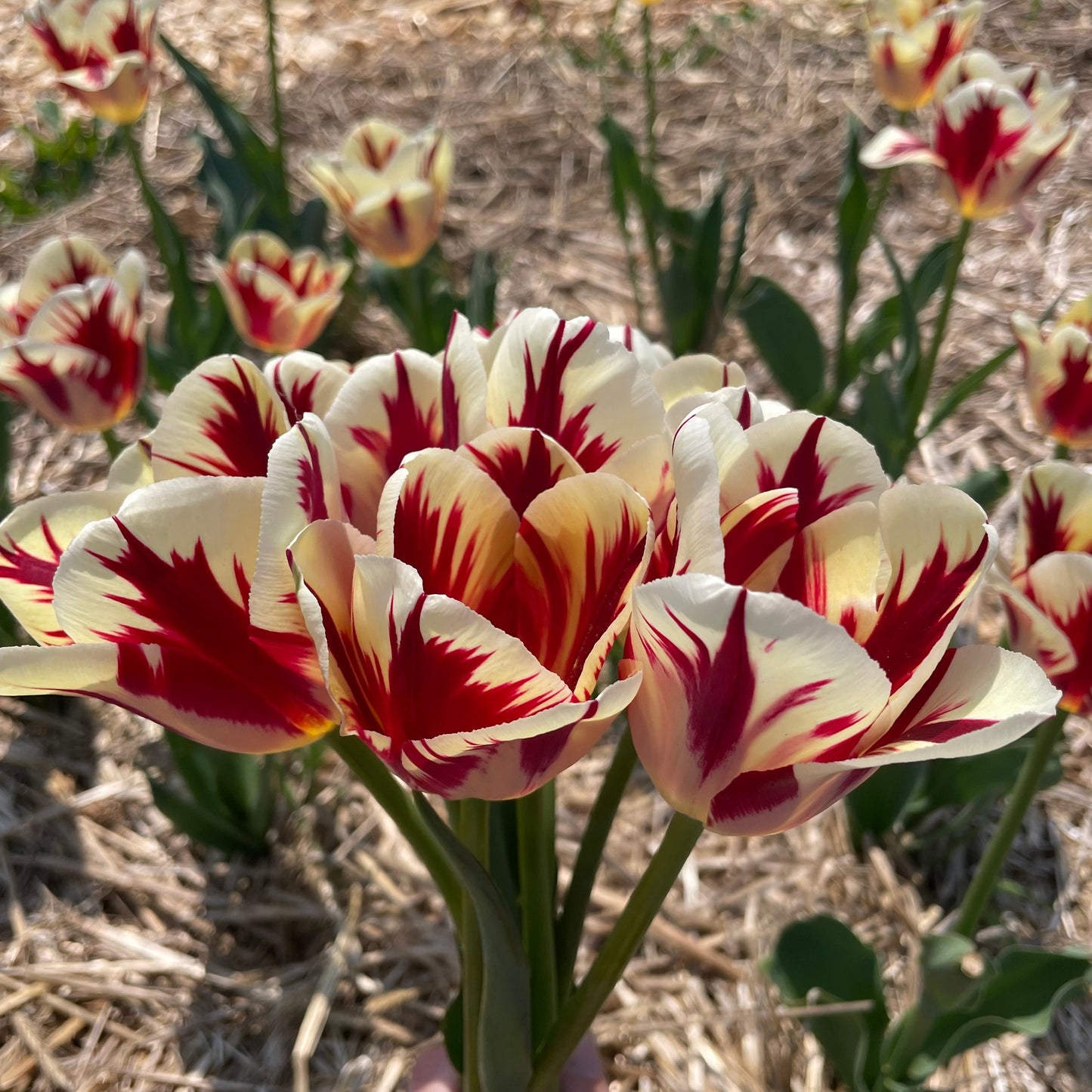 Tulip 'Grand Perfection'