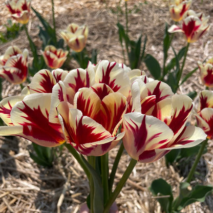 Tulip 'Grand Perfection'
