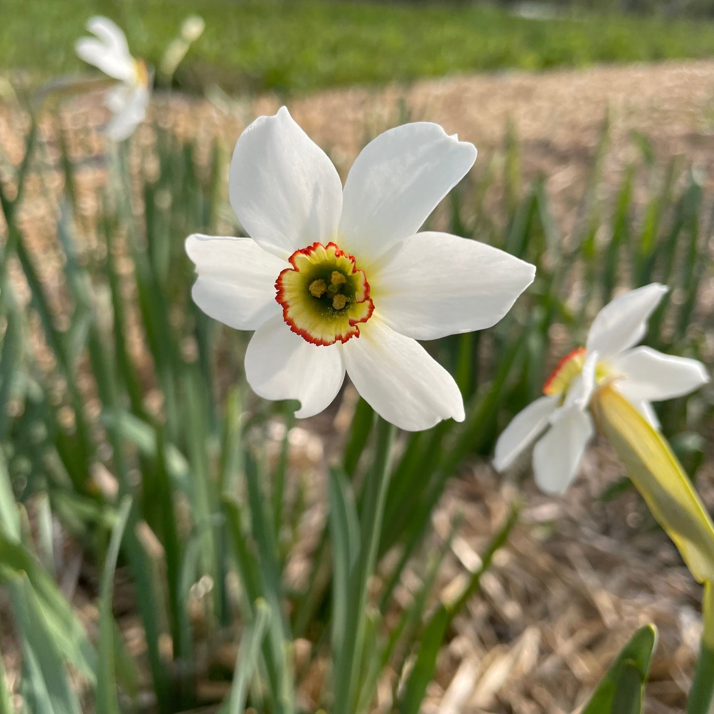 Narcissus 'Pheasant's Eye'