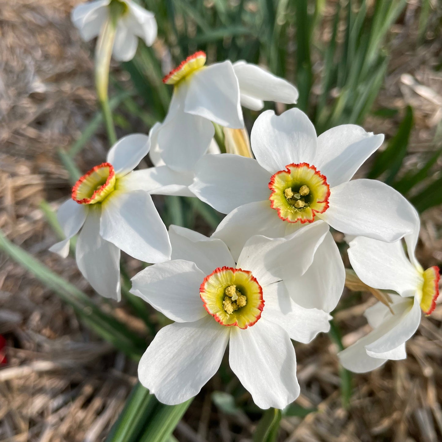 Narcissus 'Pheasant's Eye'