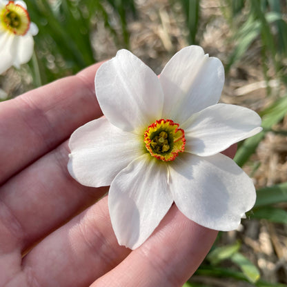 Narcissus 'Pheasant's Eye'