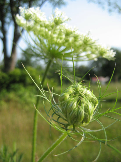 Bishop's Lace Flower