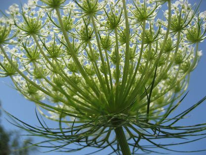 Bishop's Lace Flower