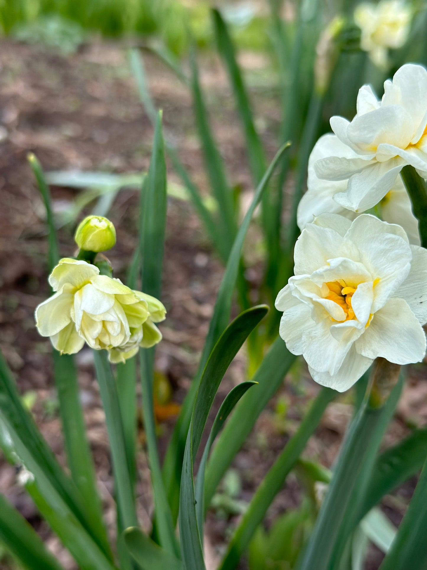 Narcissus 'Bridal Crown'