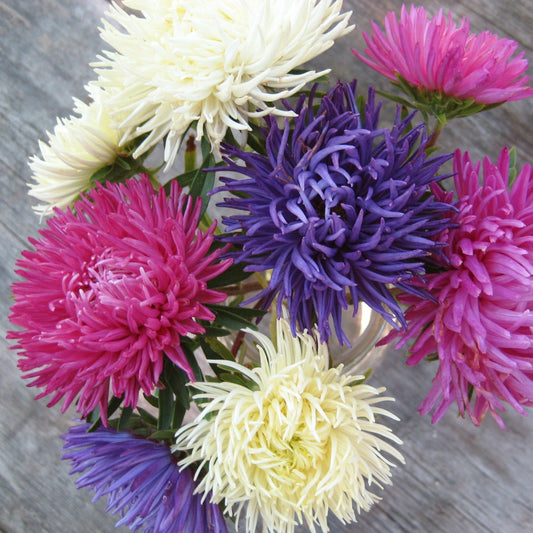 Tiger Paw Aster – flower seed variety
