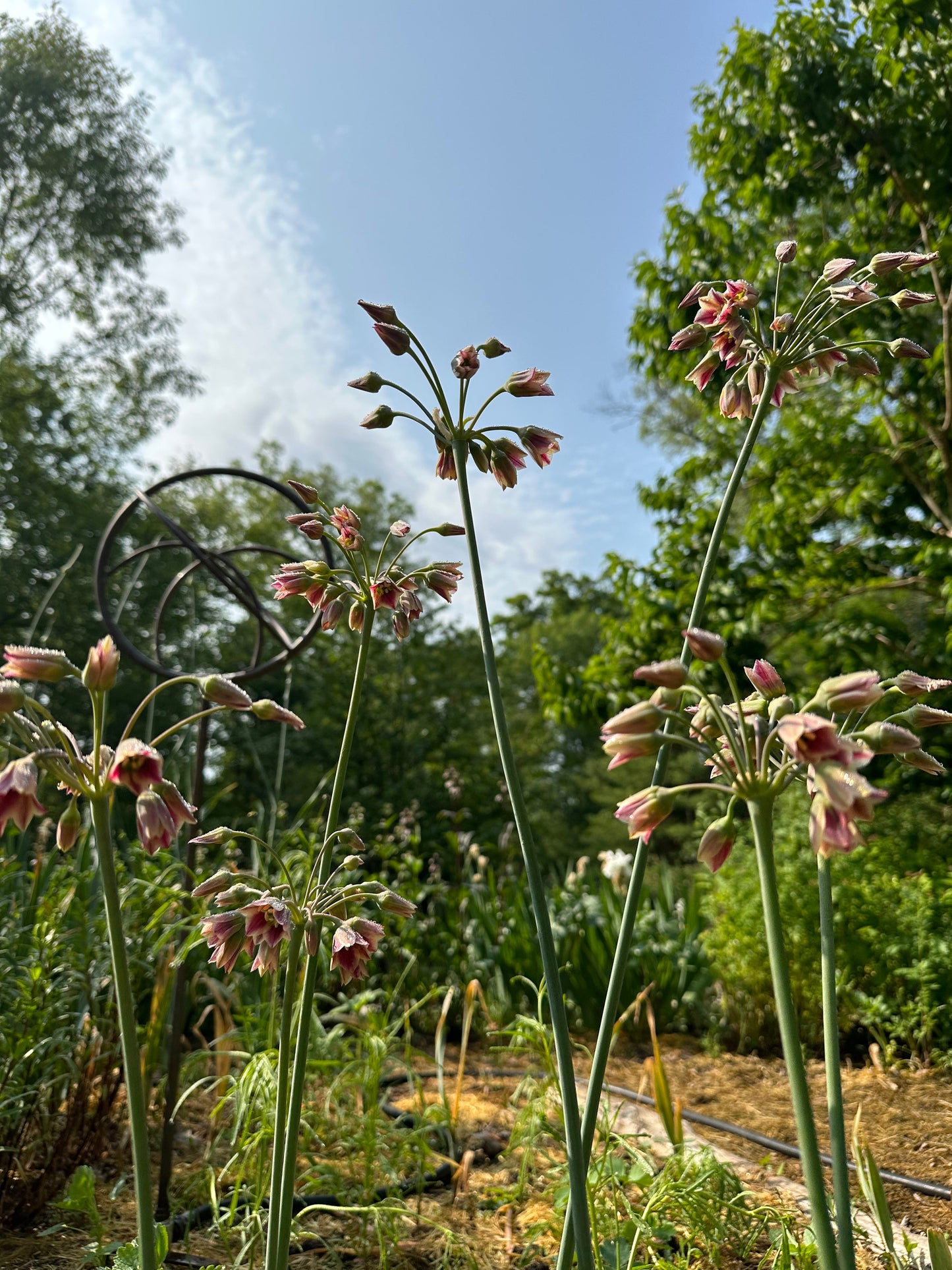 Allium 'Sicilian Honey Lily'