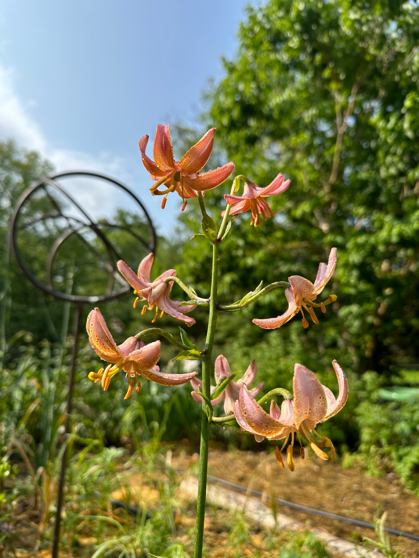 Lily martagon 'Fairy Morning'
