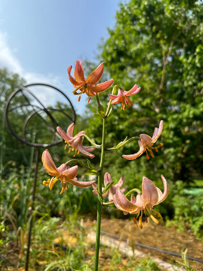 Lily martagon 'Fairy Morning'