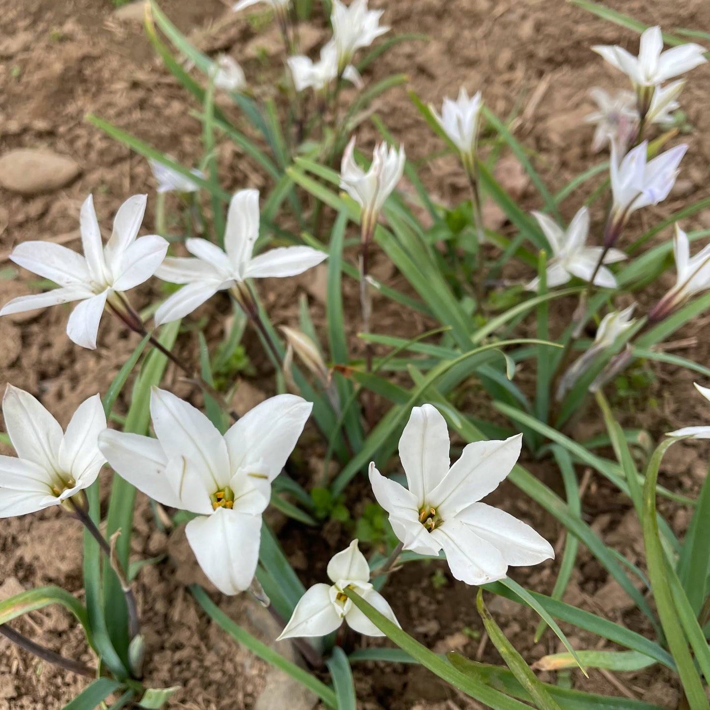 Ipheion uniflorum 'Alberto Castillo'