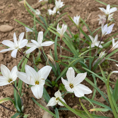 Ipheion uniflorum 'Alberto Castillo'