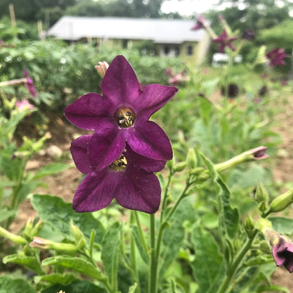 Purple Perfume Nicotiana Seedlings