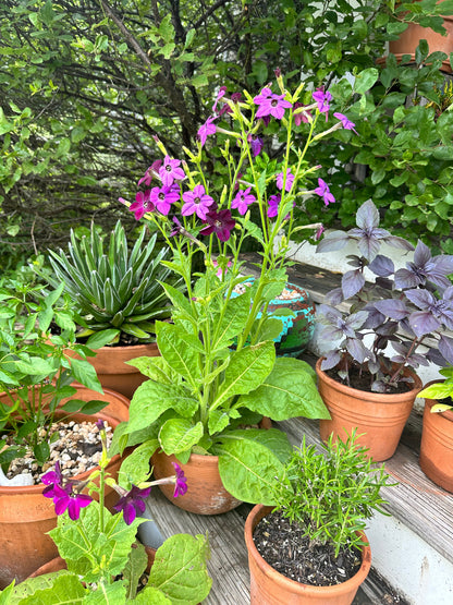 Purple Perfume Nicotiana Seedlings