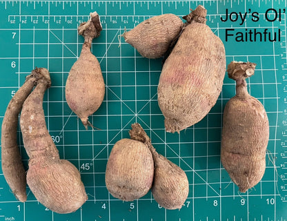 Joy's Ol' Faithful Dahlia Tuber