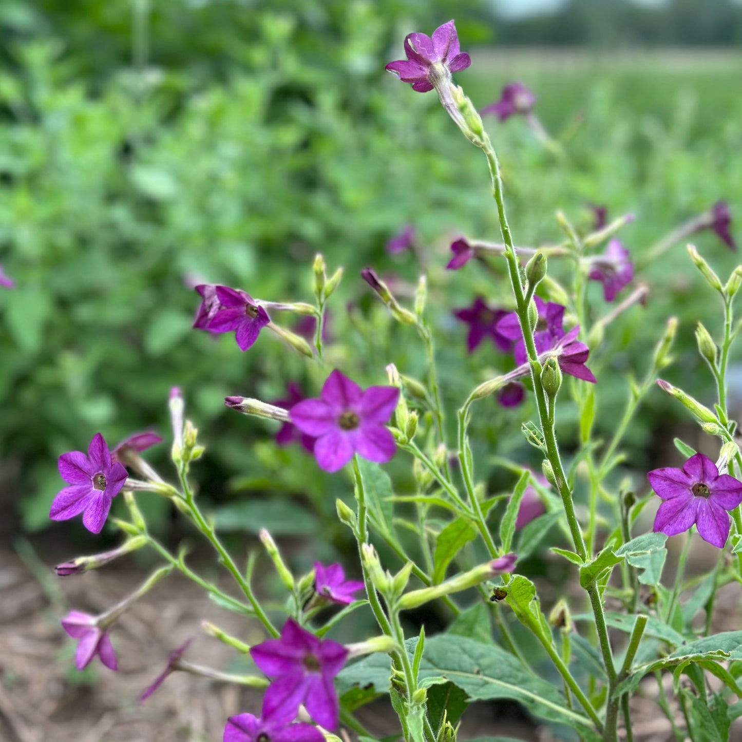 Purple Perfume Nicotiana Seedlings
