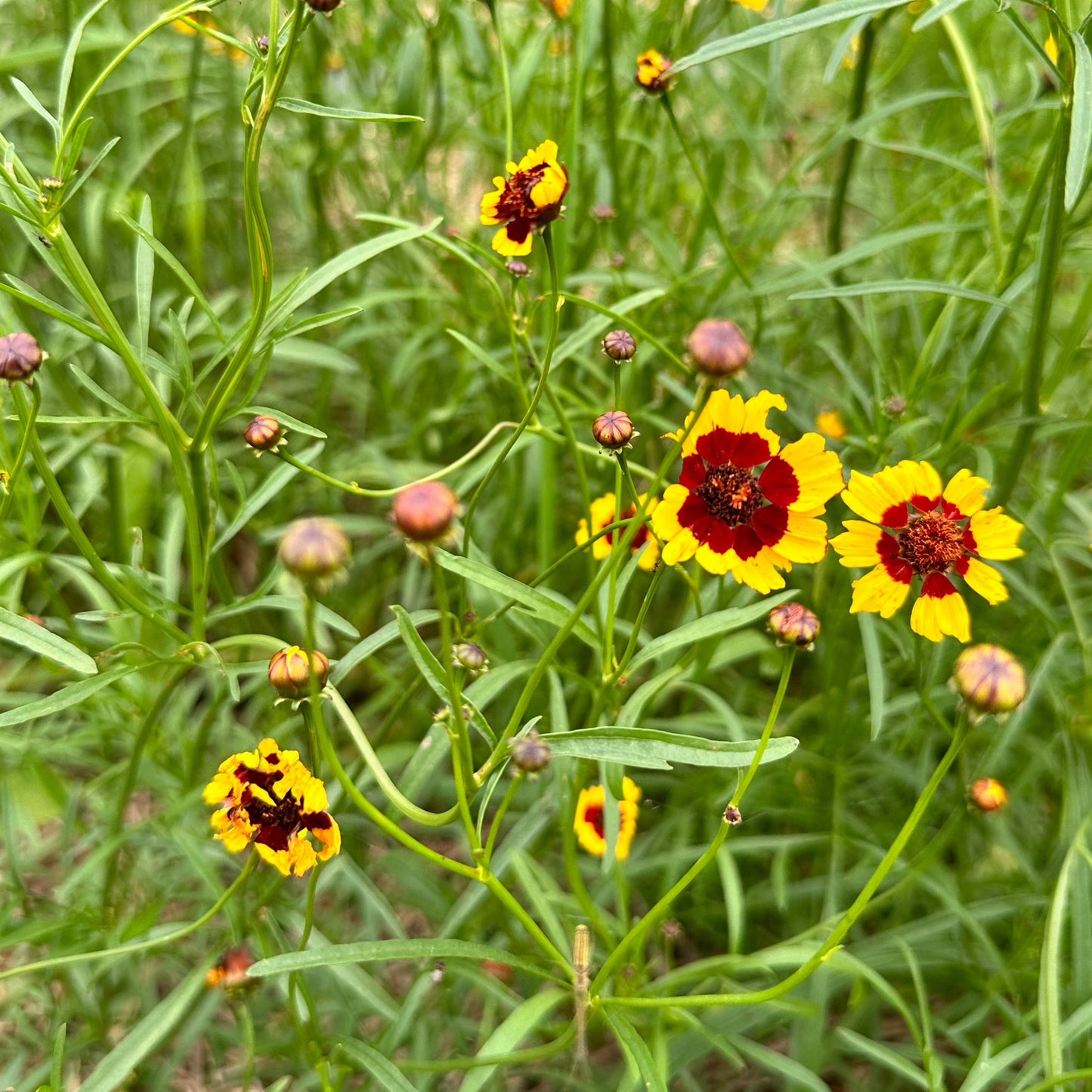 Dyer's Coreopsis