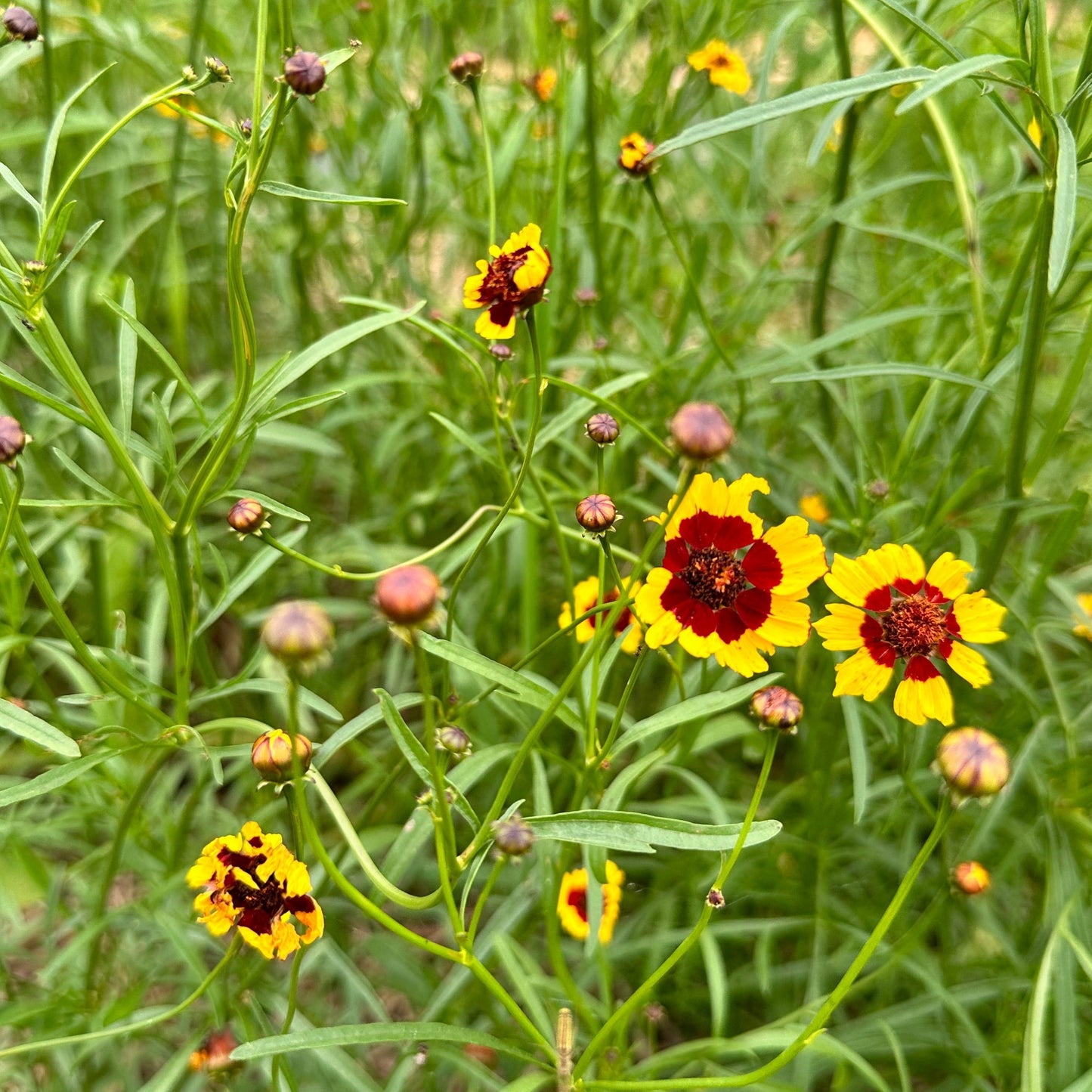 Dyer's Coreopsis Seedling