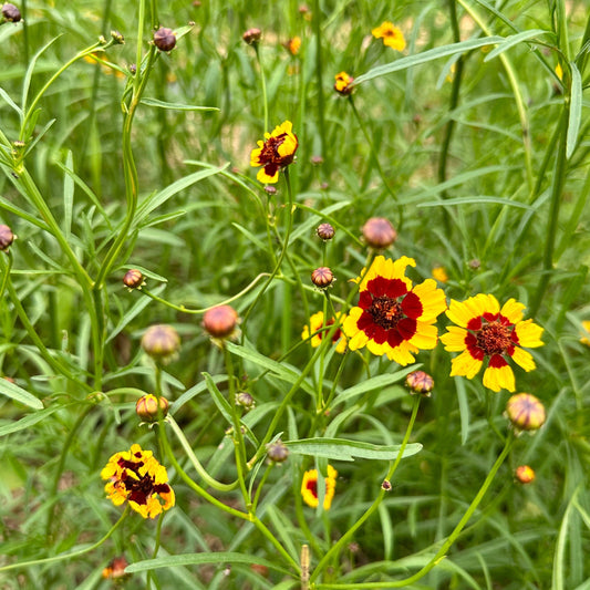 Dyer's Coreopsis Seedling – live flowers seedling