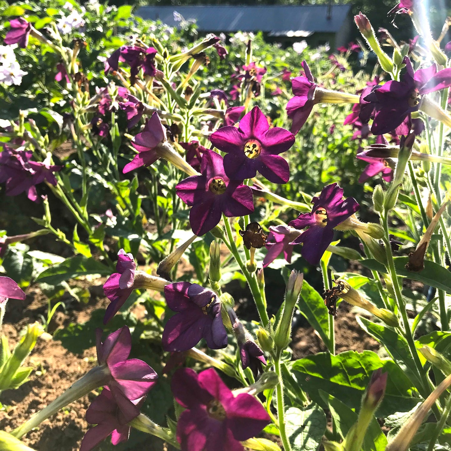 Purple Perfume Nicotiana Seedlings