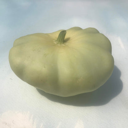 Benning's Green Tint Patty Pan Squash