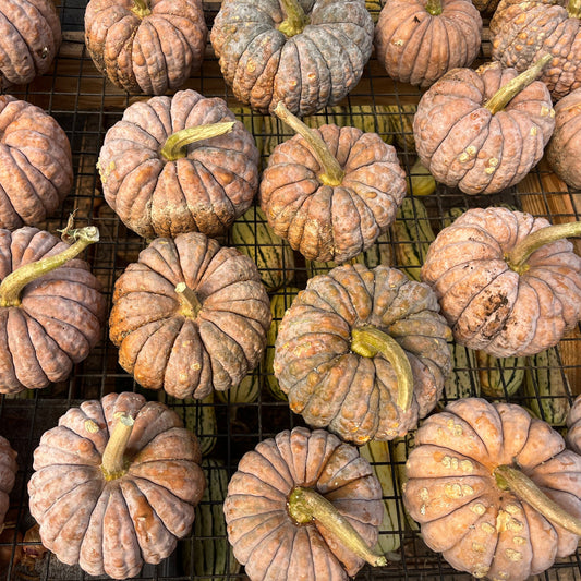 Black Futsu Squash – vegetable seed variety