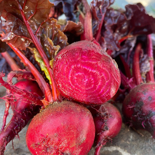 Moving Target Beet – vegetable seed variety