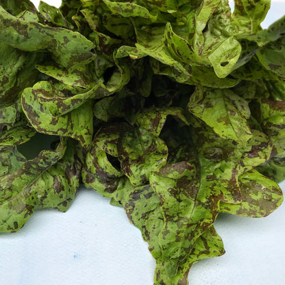 Flashy Butter Oak Lettuce